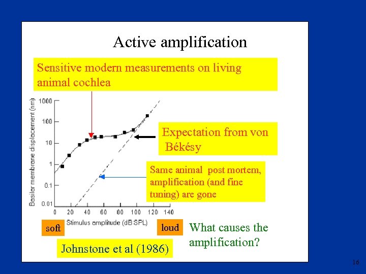 Active amplification Sensitive modern measurements on living animal cochlea Expectation from von Békésy Same
