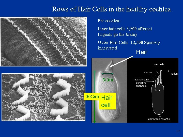 Rows of Hair Cells in the healthy cochlea Per cochlea: Inner hair cells 3,