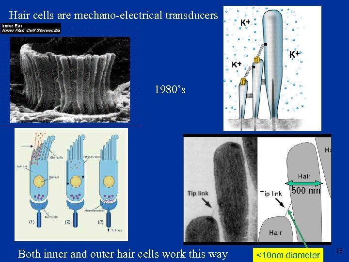Hair cells are mechano-electrical transducers 1980’s 500 nm Both inner and outer hair cells