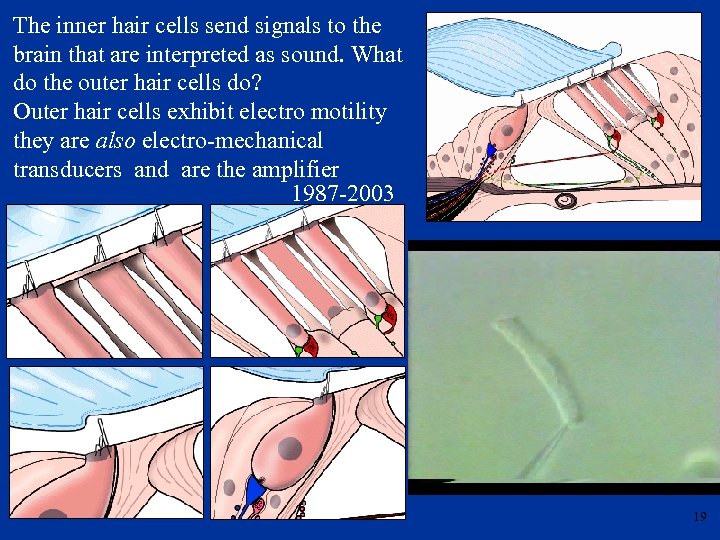 The inner hair cells send signals to the brain that are interpreted as sound.