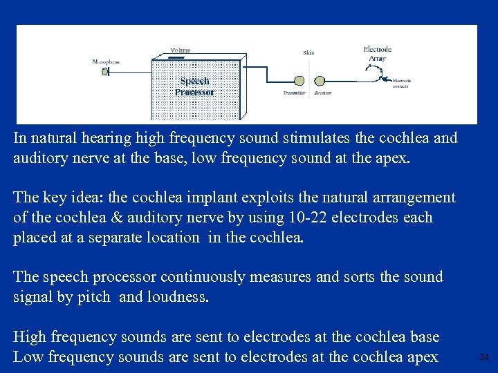 In natural hearing high frequency sound stimulates the cochlea and auditory nerve at the