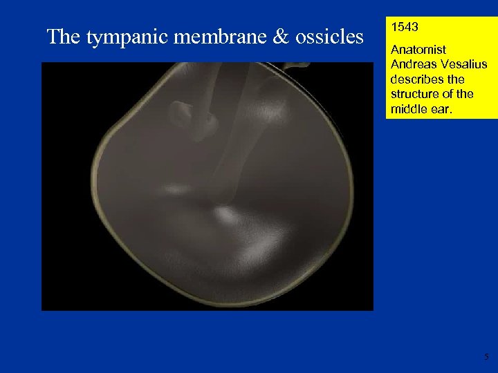 The tympanic membrane & ossicles 1543 Anatomist Andreas Vesalius describes the structure of the