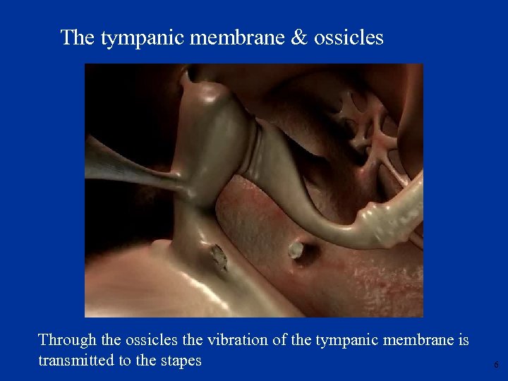 The tympanic membrane & ossicles Through the ossicles the vibration of the tympanic membrane