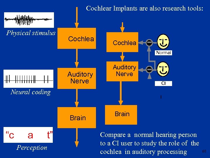 Cochlear Implants are also research tools: Physical stimulus Cochlea Normal Auditory Nerve CI Neural