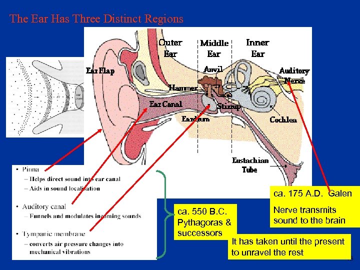 The Ear Has Three Distinct Regions ca. 175 A. D. Galen ca. 550 B.