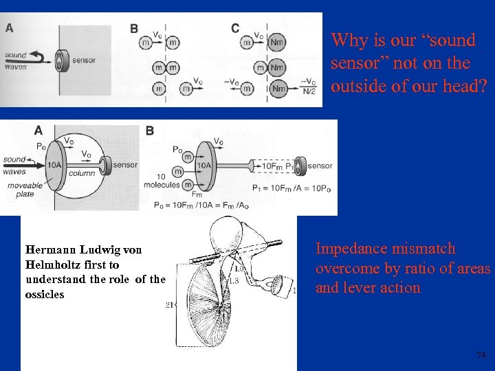 Why is our “sound sensor” not on the outside of our head? Hermann Ludwig