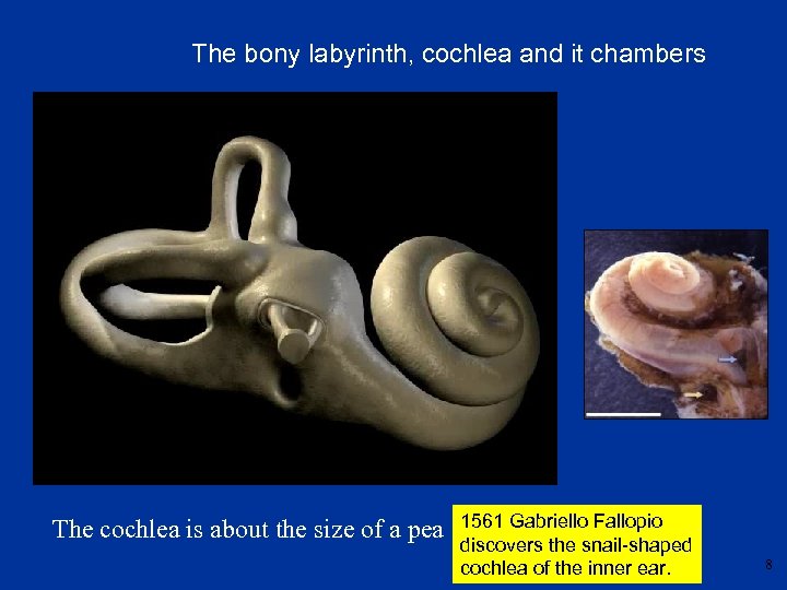 The bony labyrinth, cochlea and it chambers The cochlea is about the size of