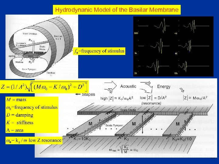 Hydrodynanic Model of the Basilar Membrane 80 
