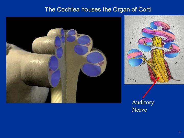 The Cochlea houses the Organ of Corti Auditory Nerve 9 