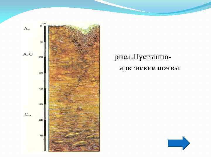 Арктические пустыни почвы