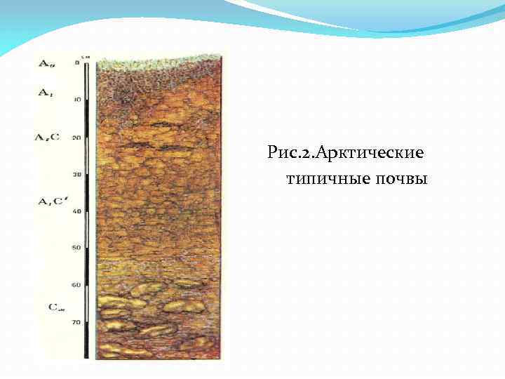 Особенности арктических почв