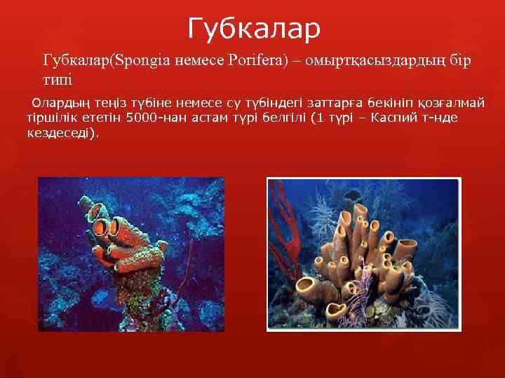 Губкалар(Spongіa немесе Porіfera) – омыртқасыздардың бір типі Олардың теңіз түбіне немесе су түбіндегі заттарға