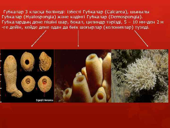  Губкалар 3 класқа бөлінеді: ізбесті Губкалар (Calcarea), шынылы Губкалар (Hyalospongіa) және кәдімгі Губкалар