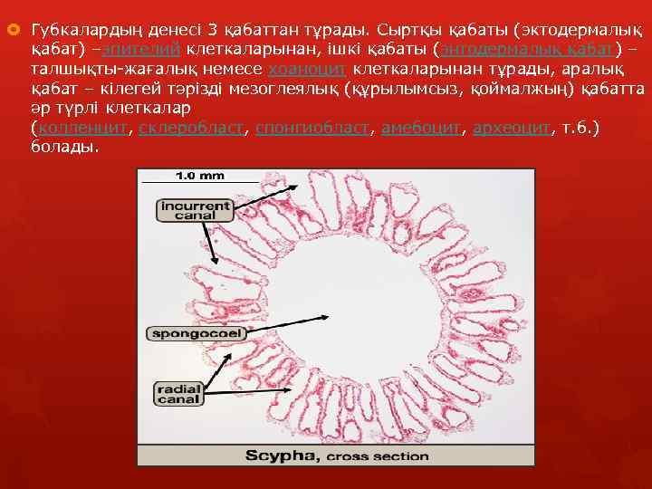  Губкалардың денесі 3 қабаттан тұрады. Сыртқы қабаты (эктодермалық қабат) –эпителий клеткаларынан, ішкі қабаты