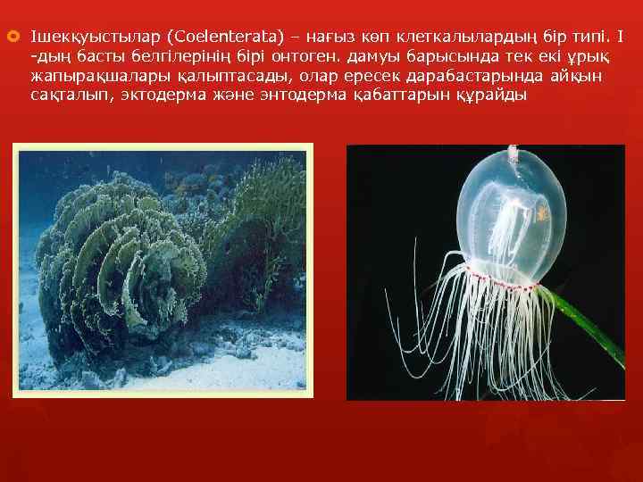  Ішекқуыстылар (Coelenterata) – нағыз көп клеткалылардың бір типі. І -дың басты белгілерінің бірі