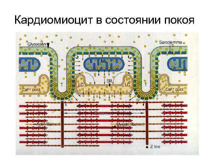 Кардиомиоцит в состоянии покоя 