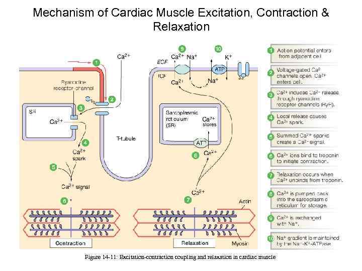 Mechanism of Cardiac Muscle Excitation, Contraction & Relaxation Figure 14 -11: Excitation-contraction coupling and