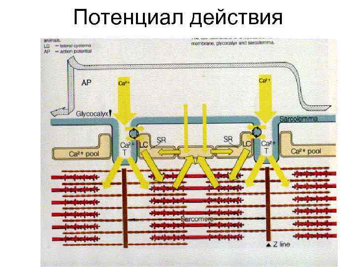 Потенциал действия 