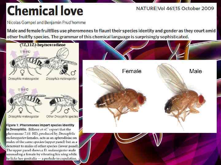(7 Z, 11 Z)-heptacosadiene 