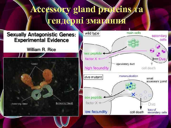 Accessory gland proteins та гендерні змагання 