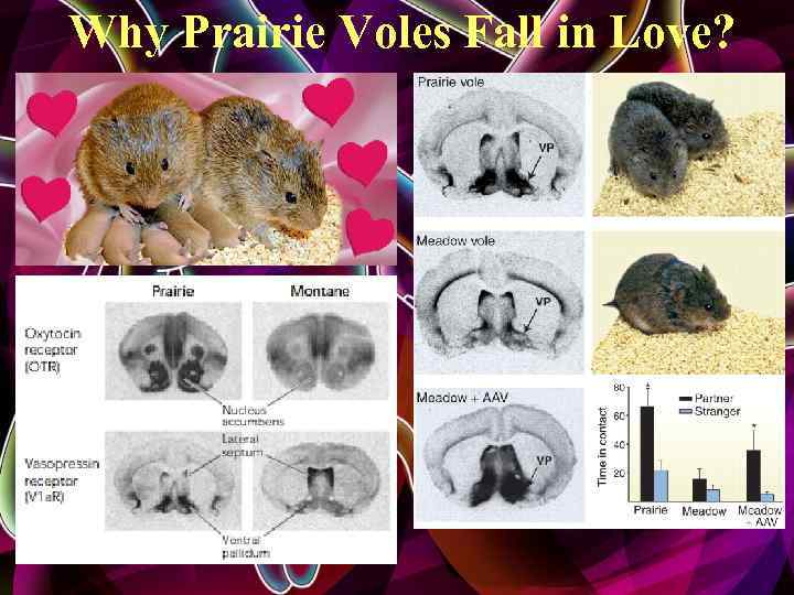 Why Prairie Voles Fall in Love? 