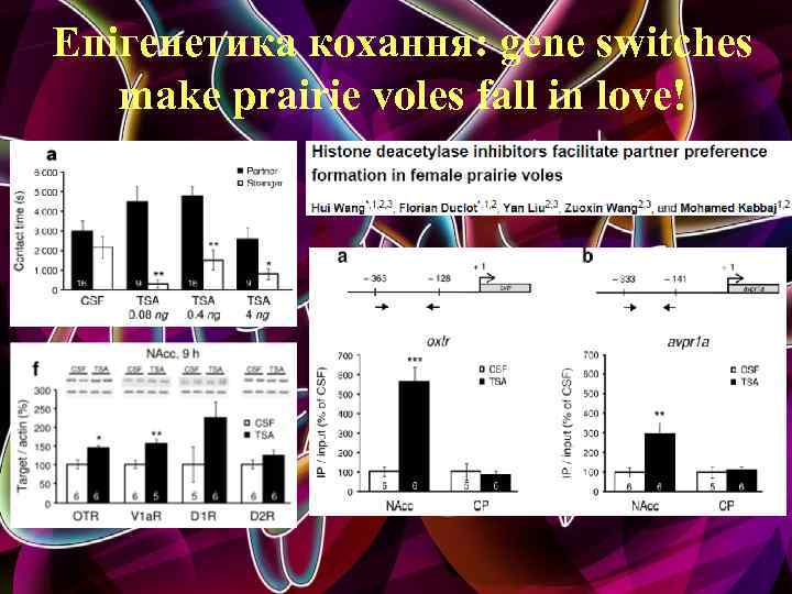 Епігенетика кохання: gene switches make prairie voles fall in love! 