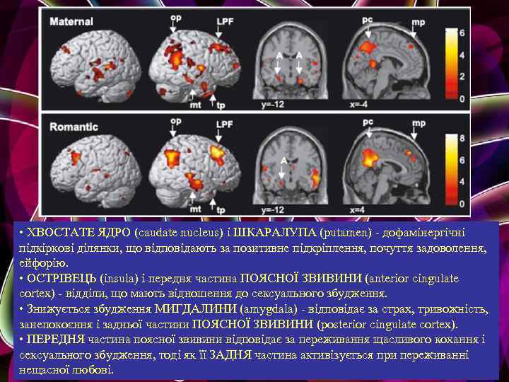  • ХВОСТАТЕ ЯДРО (caudate nucleus) і ШКАРАЛУПА (putamen) - дофамінергічні підкіркові ділянки, що