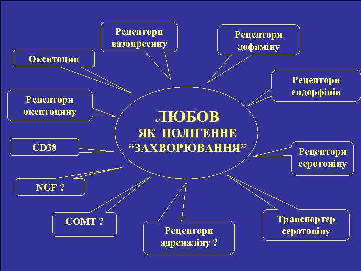 Рецептори вазопресину Рецептори дофаміну Окситоцин Рецептори окситоцину Рецептори ендорфінів ЛЮБОВ ЯК ПОЛІГЕННЕ “ЗАХВОРЮВАННЯ” CD
