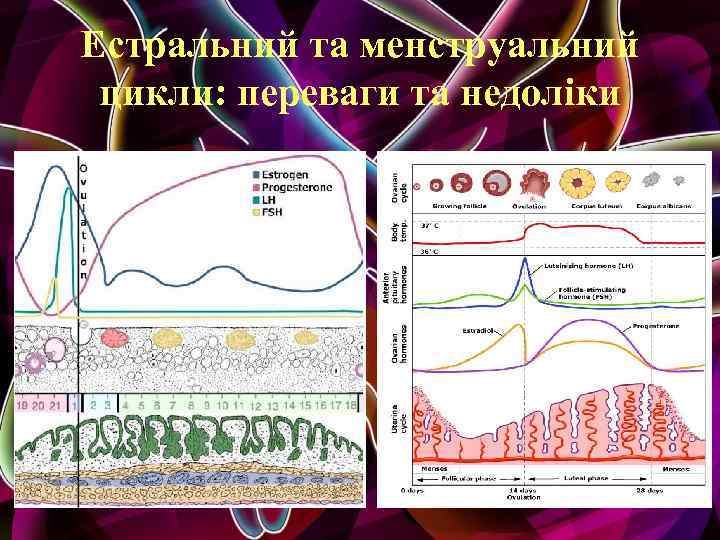 Естральний та менструальний цикли: переваги та недоліки 