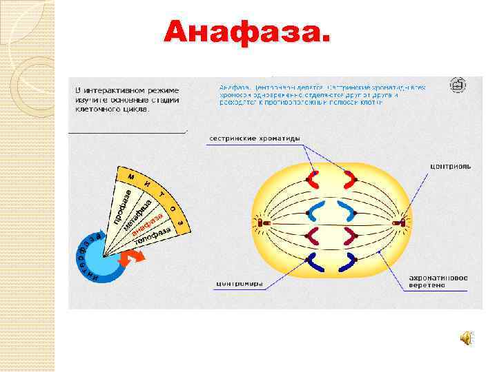Анафаза митоза. Анафаза функции. Анафаза это в биологии. Анафаза центромеры делятся.