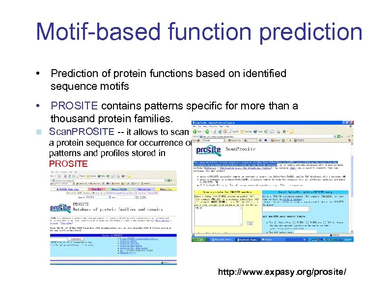 Motif-based function prediction • Prediction of protein functions based on identified sequence motifs •