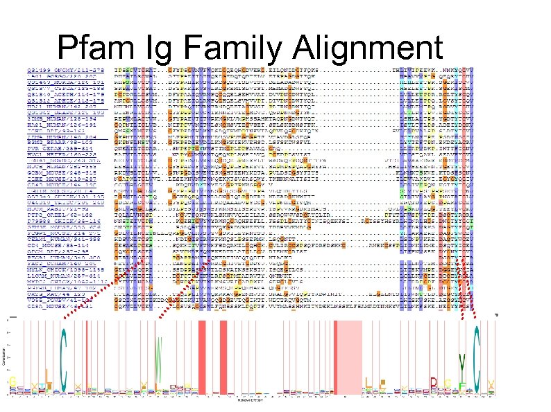 Pfam Ig Family Alignment 