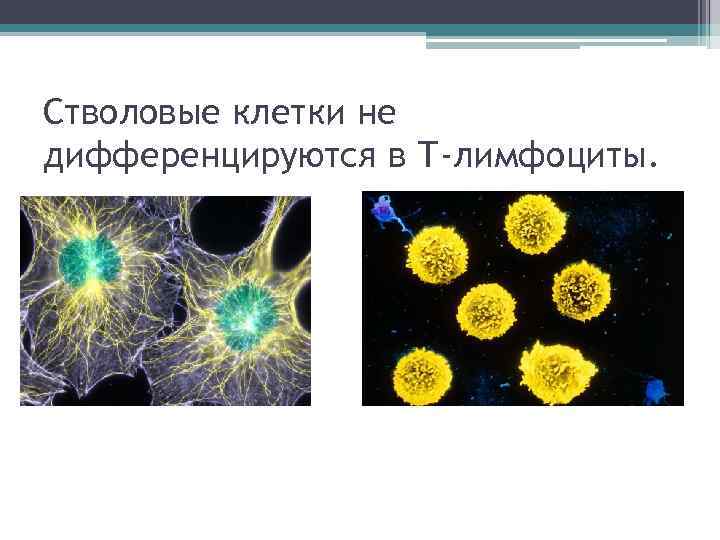 Стволовые клетки не дифференцируются в Т-лимфоциты. 