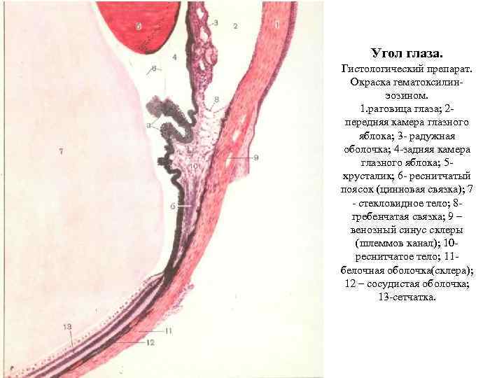 Угол глаза. Гистологический препарат. Окраска гематоксилинэозином. 1. раговица глаза; 2 передняя камера глазного яблока;