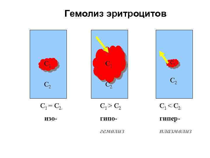 Гемолиз эритроцитов С 1 С 2 С 1 = С 2 С 1 >