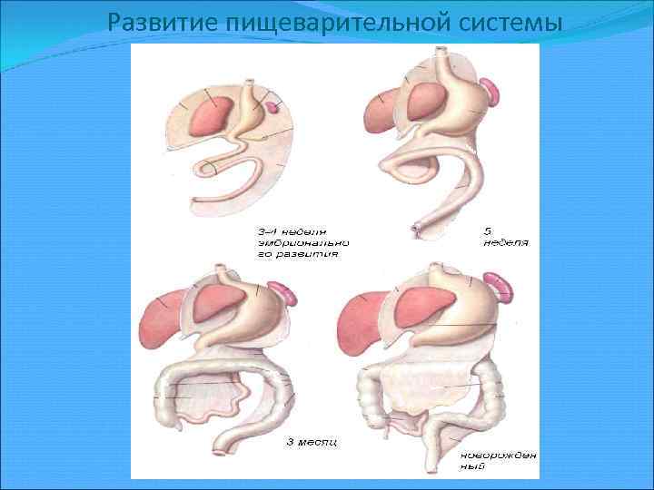 Развитие пищеварительной системы 