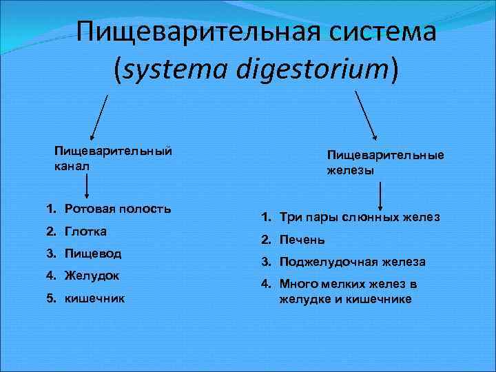 Пищеварительная система (systema digestorium) Пищеварительный канал 1. Ротовая полость 2. Глотка 3. Пищевод 4.