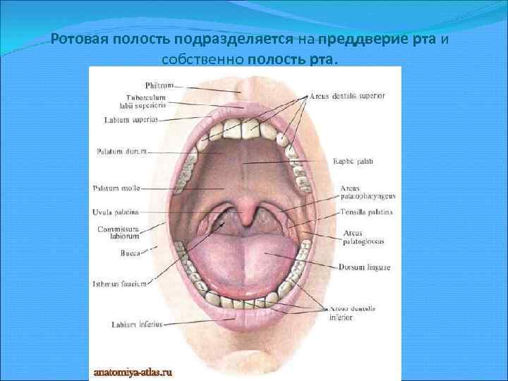 Ротовая полость подразделяется на преддверие рта и собственно полость рта. 