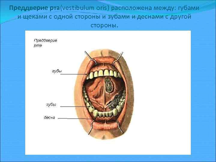 Строение ротовой полости человека схема с описанием сбоку