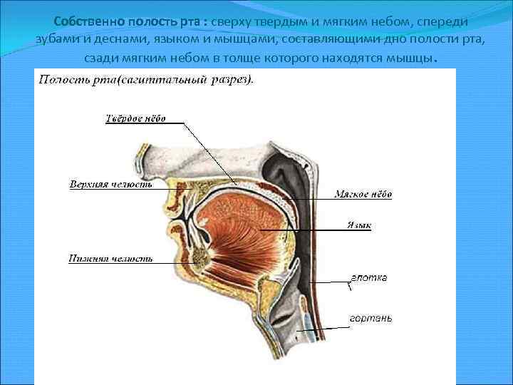 Собственно полость рта : сверху твердым и мягким небом, спереди зубами и деснами, языком