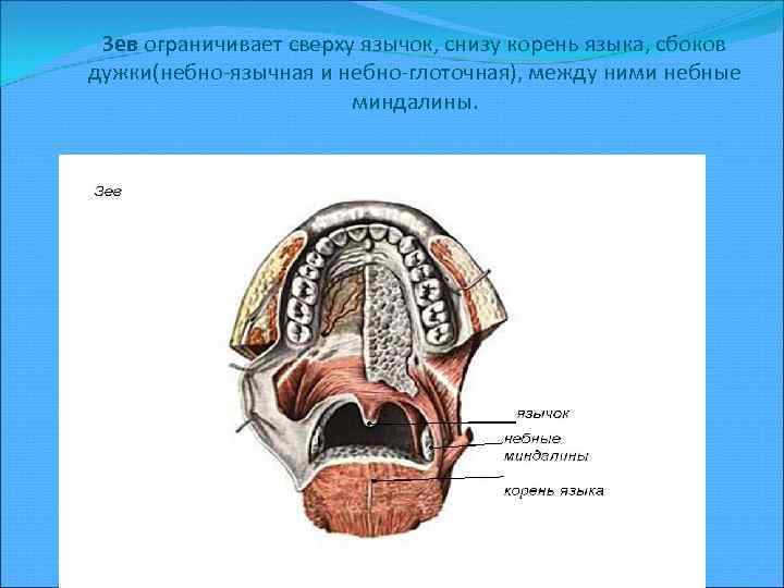 Зев ограничивает сверху язычок, снизу корень языка, сбоков дужки(небно-язычная и небно-глоточная), между ними небные
