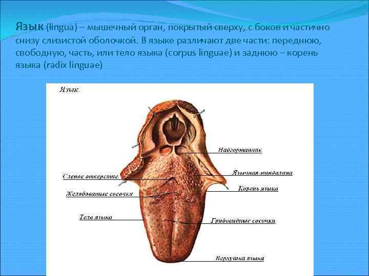 Язык (lingua) – мышечный орган, покрытый сверху, с боков и частично снизу слизистой оболочкой.