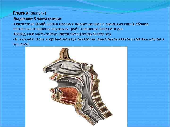 Глотка (pharynx) Выделяют 3 части глотки: -Носоглотка (сообщается вверху с полостью носа с помощью