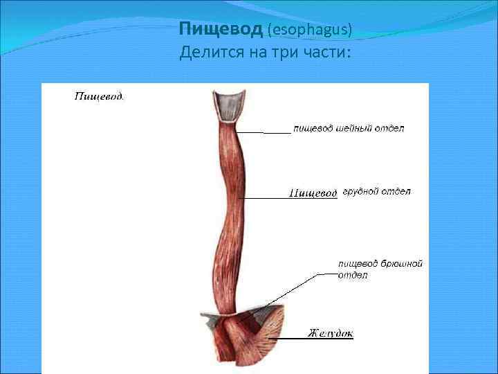 Пищевод на рисунке