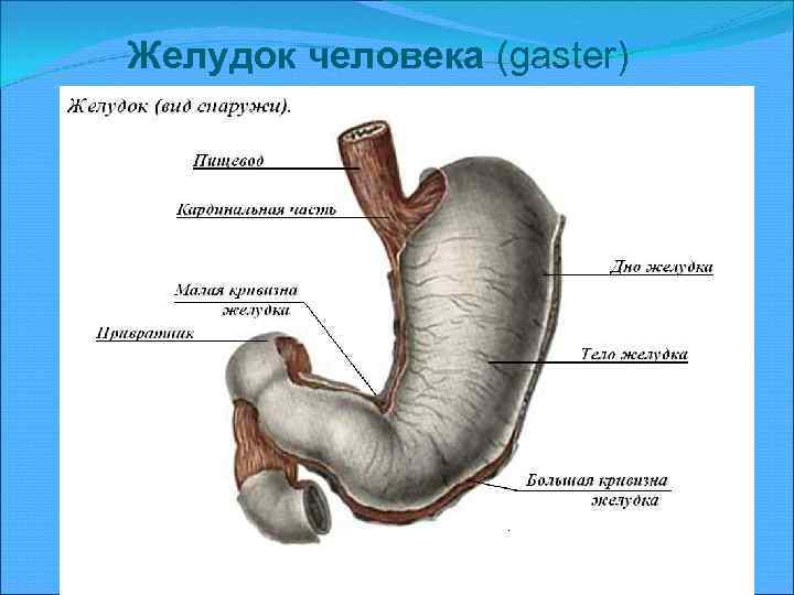 Желудок человека (gaster) 