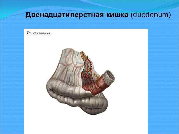 Двенадцатиперстная кишка (duodenum) 