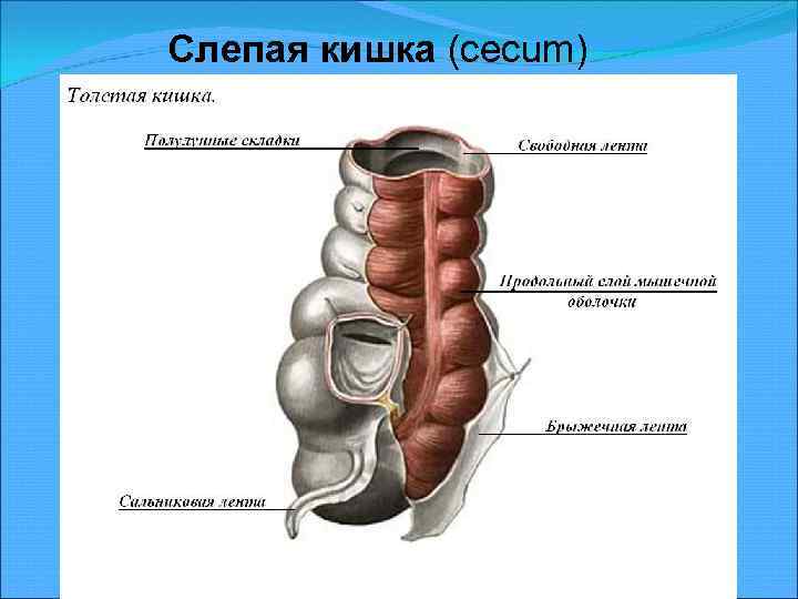 Где слепая кишка рисунок