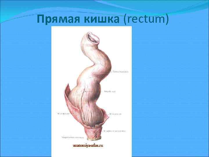 Прямая кишка (rectum) 