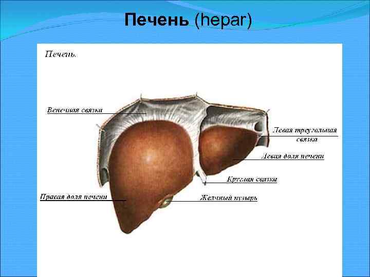 Печень (hepar) 