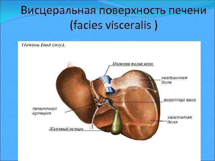 Висцеральная поверхность печени (facies visceralis ) 